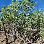 Quercus garryana Hábito