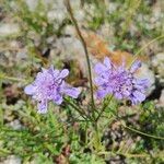 Scabiosa canescens Flower