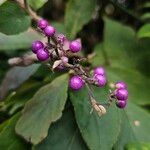 Callicarpa americana 果