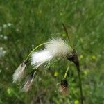 Eriophorum latifolium Flower