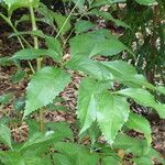 Carnarvonia araliifolia