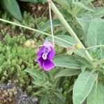 Salvia candelabrum Λουλούδι