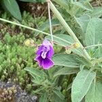 Salvia candelabrum Flor