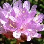 Armeria alpina Other