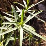 Euphorbia terracina Levél