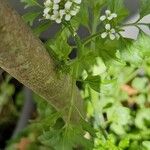 Cardamine graeca Flower