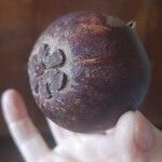 Garcinia mangostana 果實