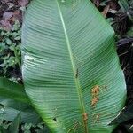 Calathea lutea Folio