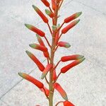 Aloe cremnophila ᱵᱟᱦᱟ