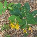 Hypericum grandifolium Lapas