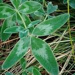 Trifolium medium Blad