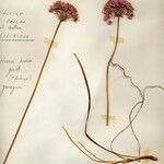Allium lusitanicum Floare