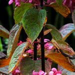 Hydrangea paniculata 葉