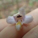 Gmelina evoluta Flor