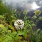 Dipsacus pilosus Blodyn