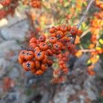 Pyracantha koidzumii Fruit