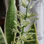 Sansevieria trifasciata 花