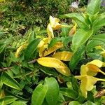 Allamanda catharticaLeaf