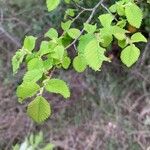 Ulmus carpinifolia Leaf