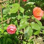 Rosa abietina Floare