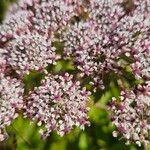 Daucus decipiens Žiedas