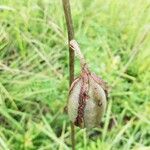 Eulophia cucullata Fruto