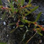 Polygonum plebeium Foglia