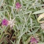 Centaurea calcitrapa 叶