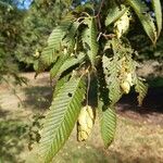 Carpinus japonica Leaf