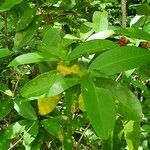 Syzygium polyanthum Blad