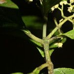 Conostegia micrantha 樹皮