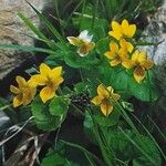 Viola biflora موطن