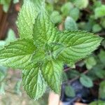 Mentha x piperita Blatt