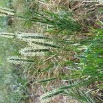 Phleum pratense花