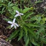 Hippobroma longiflora Folha