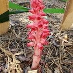 Sarcodes sanguinea Flower