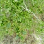 Phyllanthus reticulatus Leaf