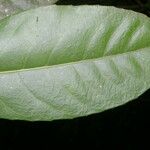 Gymnanthes riparia Hoja