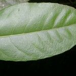 Gymnanthes riparia Leaf