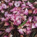 Rhododendron × geraldii عادت داشتن