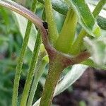 Gomphrena globosa Bark