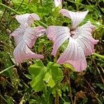 Malva trimestrisBlomst