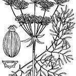Seseli peucedanoides Otro
