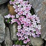 Androsace alpina Fleur