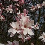 Magnolia sprengeri Blüte