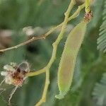 Acacia decurrens Frukt