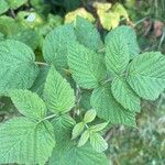 Rubus camptostachysFolla