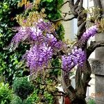 Wisteria floribunda ശീലം