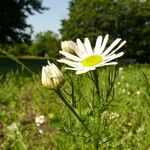 Leucanthemum vulgare Хабит