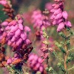 Erica ciliaris Flower